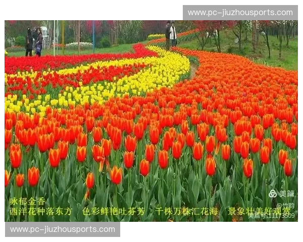 玫瑰与郁金香的绿茵交锋：一场跨越时空的坚韧与华丽